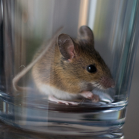 Mouse indoors close-up